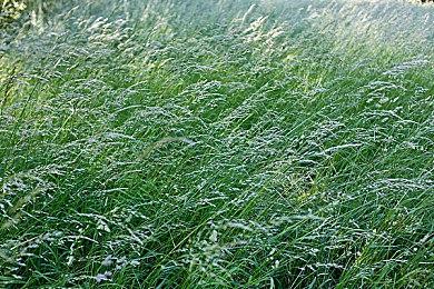 《魔戒：咕噜》有精灵族配音 但玩家需额外掏钱购买